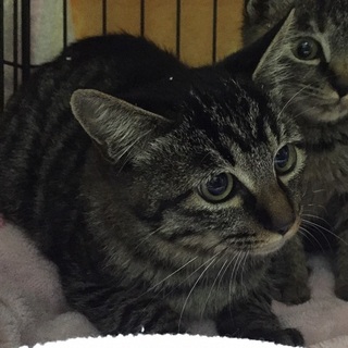 きじとら男の子　