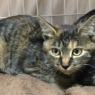 きじとら（麦わら？）女の子