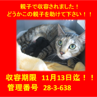 里親決定☆親子でお迎え本当に有り難うございました♪