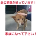 交渉中!!命の期限が迫っています!助けて!!