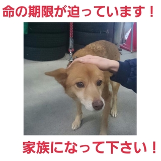 交渉中!!命の期限が迫っています!助けて!!