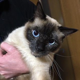 事故から復活！ムーちゃん♪K様宅に迎えて頂けます