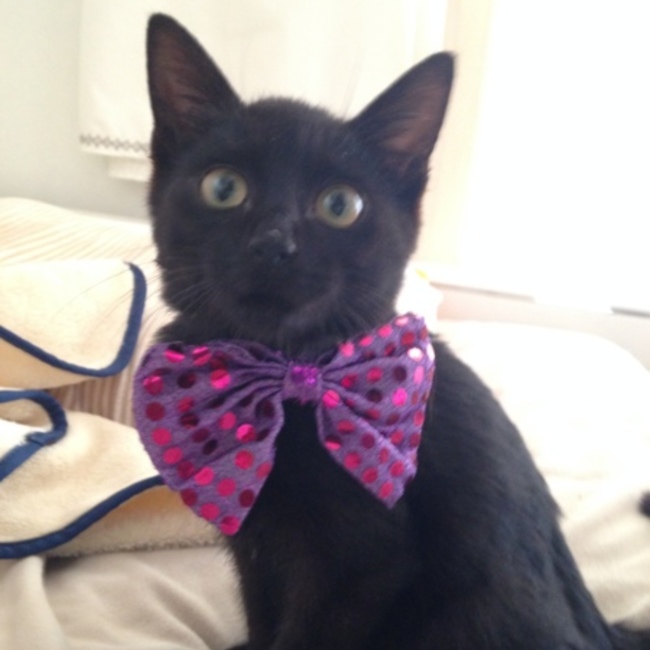 びん猫のカバー写真