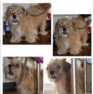 飼育放棄のテリア系「ジャム」くん