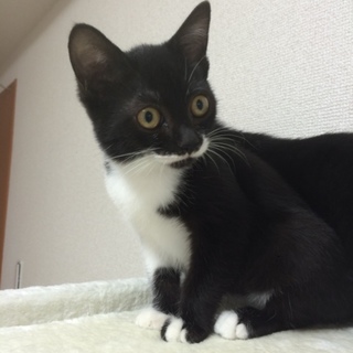 『ゴマ塩』お猿にのユニークなお顔