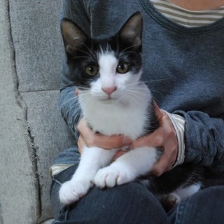 ハチワレのなつみちゃん