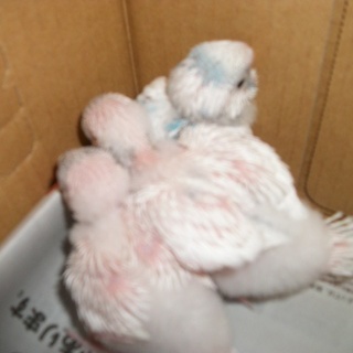 雛里親様決まりそうで、ありがとうございました。