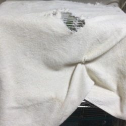 散歩我慢のグリ