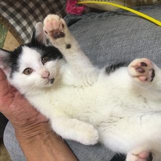 甘えっ子のお膝猫のリコちゃんです