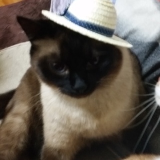 もうかなり大きいですがお願いします