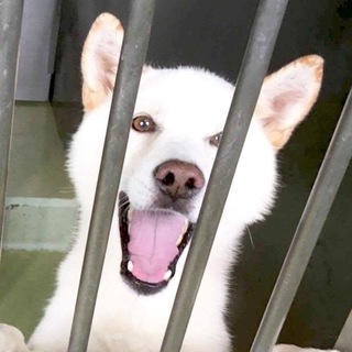 白いきれいなワンちゃん！元気で可愛い子！