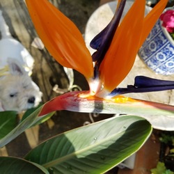 ストレリチアが咲いたワン