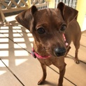 ミニチュアピンシャー♀1歳