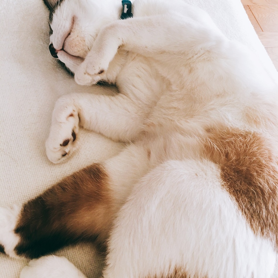 ナキのカバー写真