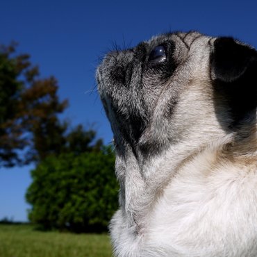 どんだけペッタンコやねんっ!!　