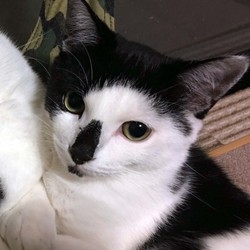 保護猫ビッツの生い立ち