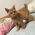 オスの子猫ちゃん