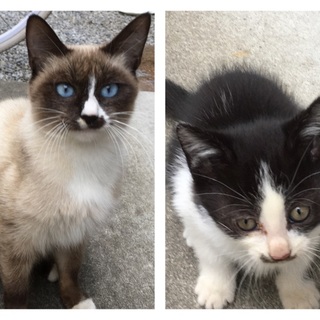 急募！シャム風の母猫と子猫の里親さん募集です！