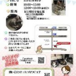 譲渡会に参加しますにゃん