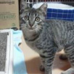 「譲渡会に参加しますにゃん」サムネイル2