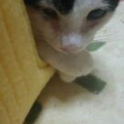 「譲渡会に参加しますにゃん」サムネイル3