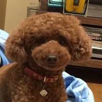 マハロ
