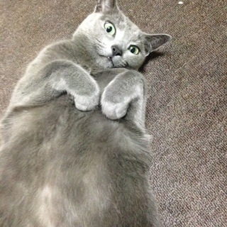 ロシアンブルーのオス