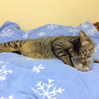チャコ