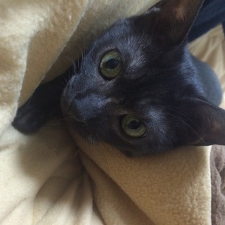 スモーキーな黒猫、セサミくん