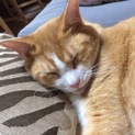4歳のオス