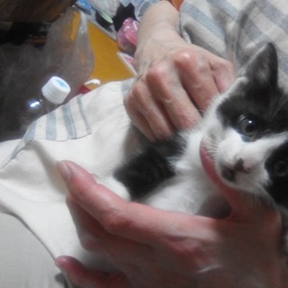 かわいい三兄妹です。