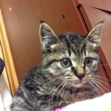 子猫の里親募集します緊急です！