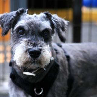 人も犬も大丈夫。人見知りのMシュナはるた♂7〜9歳