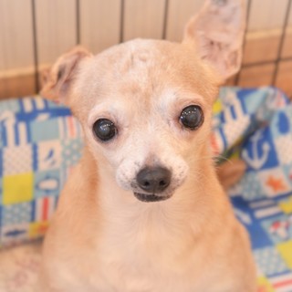 コーンちゃん♀　推定6才