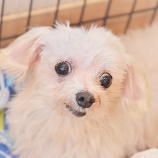 ポタージュちゃん♀　推定6才