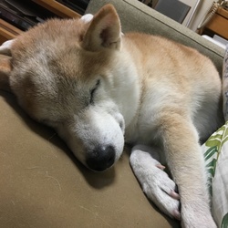 みんなが帰ってきたので爆睡