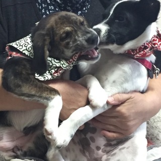 琉球犬×小型犬MIX子犬３か月こころちゃん