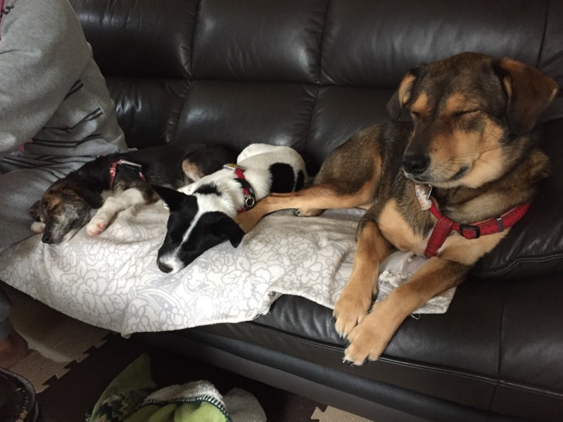 白黒洋犬mix子犬 ３か 大阪府 犬の里親募集 ペットのおうち 月間利用者150万人