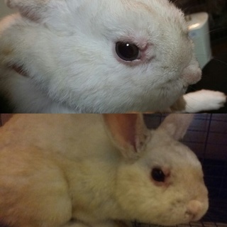 保護うさぎ/99番 関東関西輸送あります