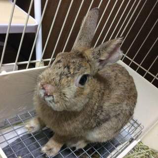 保護うさぎ/オクトくん 関東関西輸送あります！