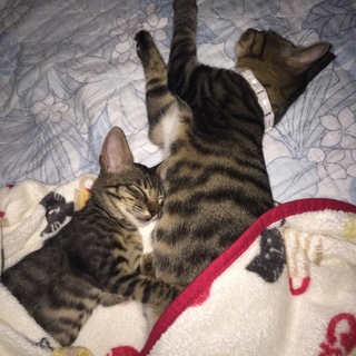 キジトラの子猫