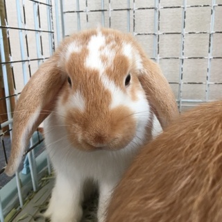 大切に育ててくださる方を探しています。