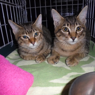 キジトラの子猫が計4匹います