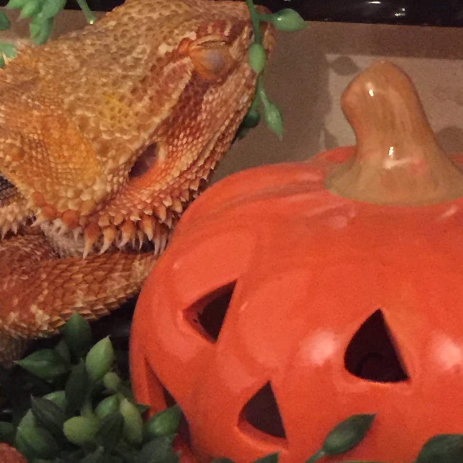 ガブのカバー写真