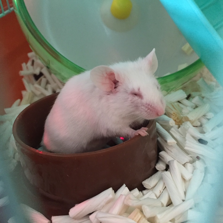 つぶのカバー写真