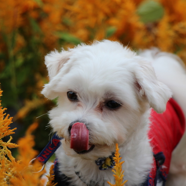 ちびかぶのカバー写真