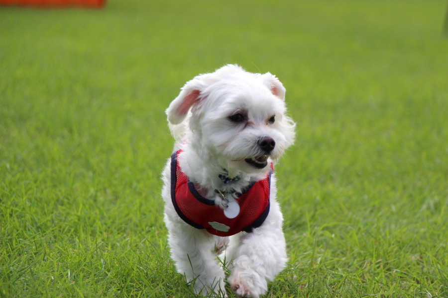 Ａｙｒｔｏｎ（アイルトン）