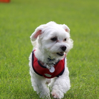 Ａｙｒｔｏｎ（アイルトン）