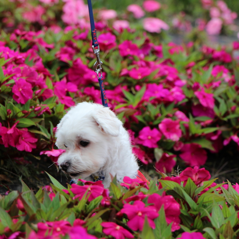 Ａｙｒｔｏｎ（アイルトン）のカバー写真