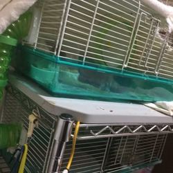 グリ、子供のために苦戦！